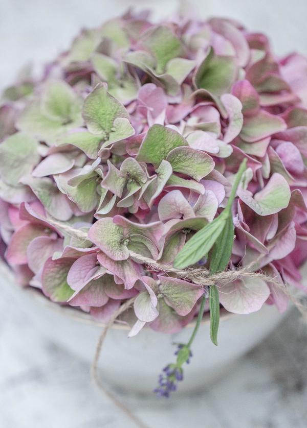 Hortensien Time & Vision